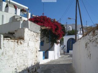 bougainvillia