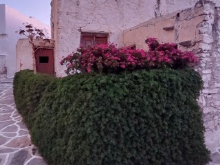chorio-haus