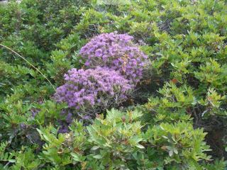 thyme