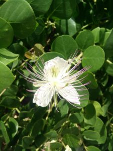 Kapern Blüte